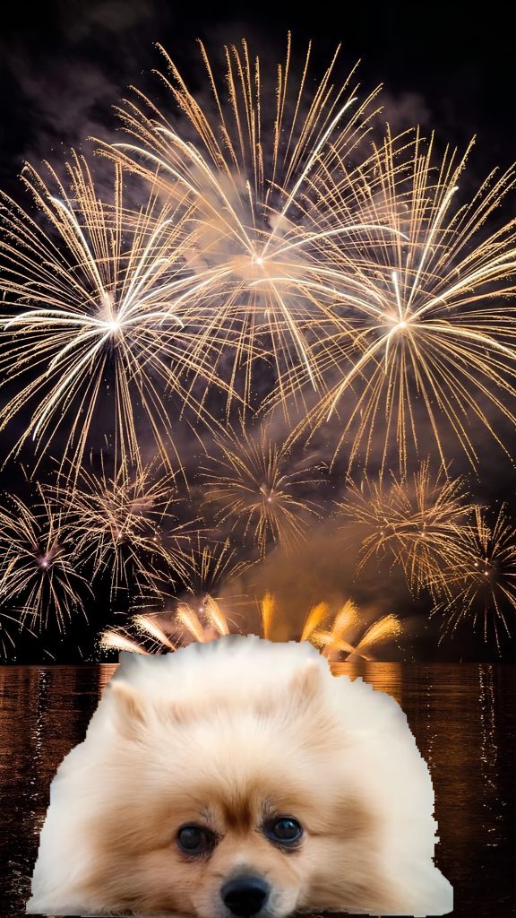 lulu da pomerânia com medo de fogos de artifícios