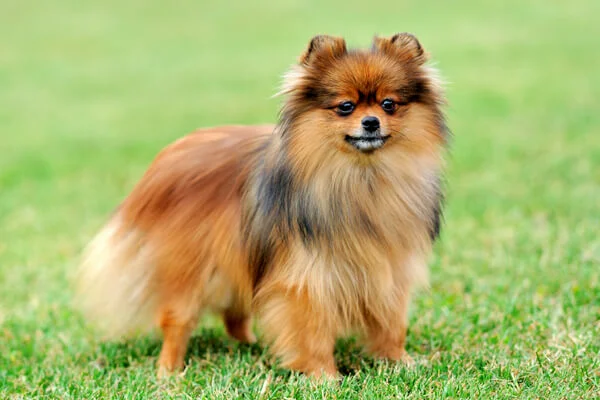 um cão da raça lulu da pomerânia brincando em um gramado.