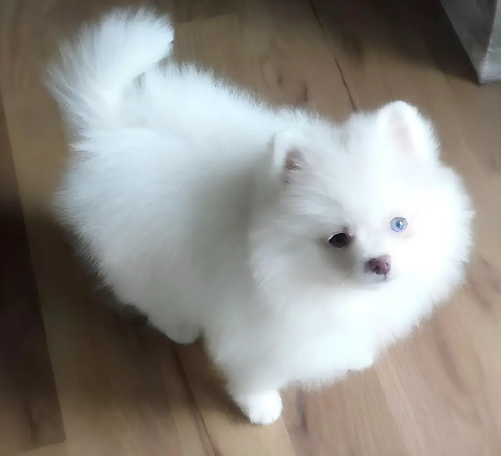 um cão da aça lulu da pomerânia com olhos azuis