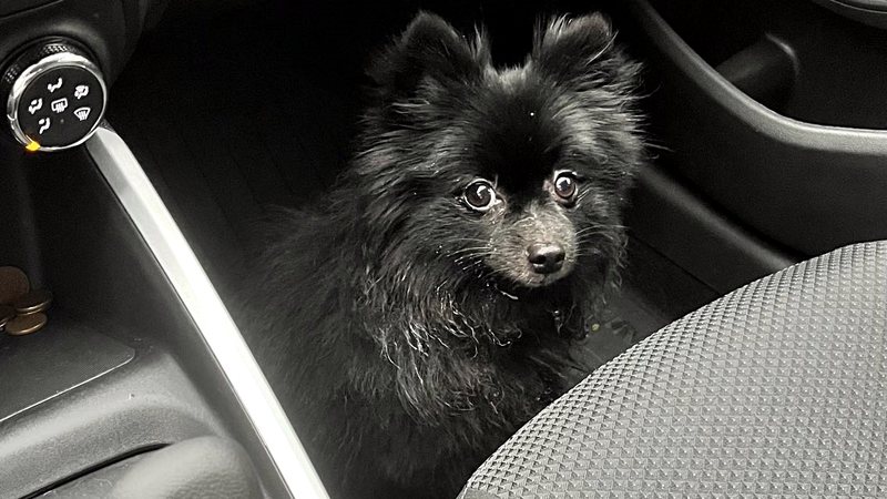 um cão da raça lulu da pomerânia na pelagem preta dentro de um carro.
