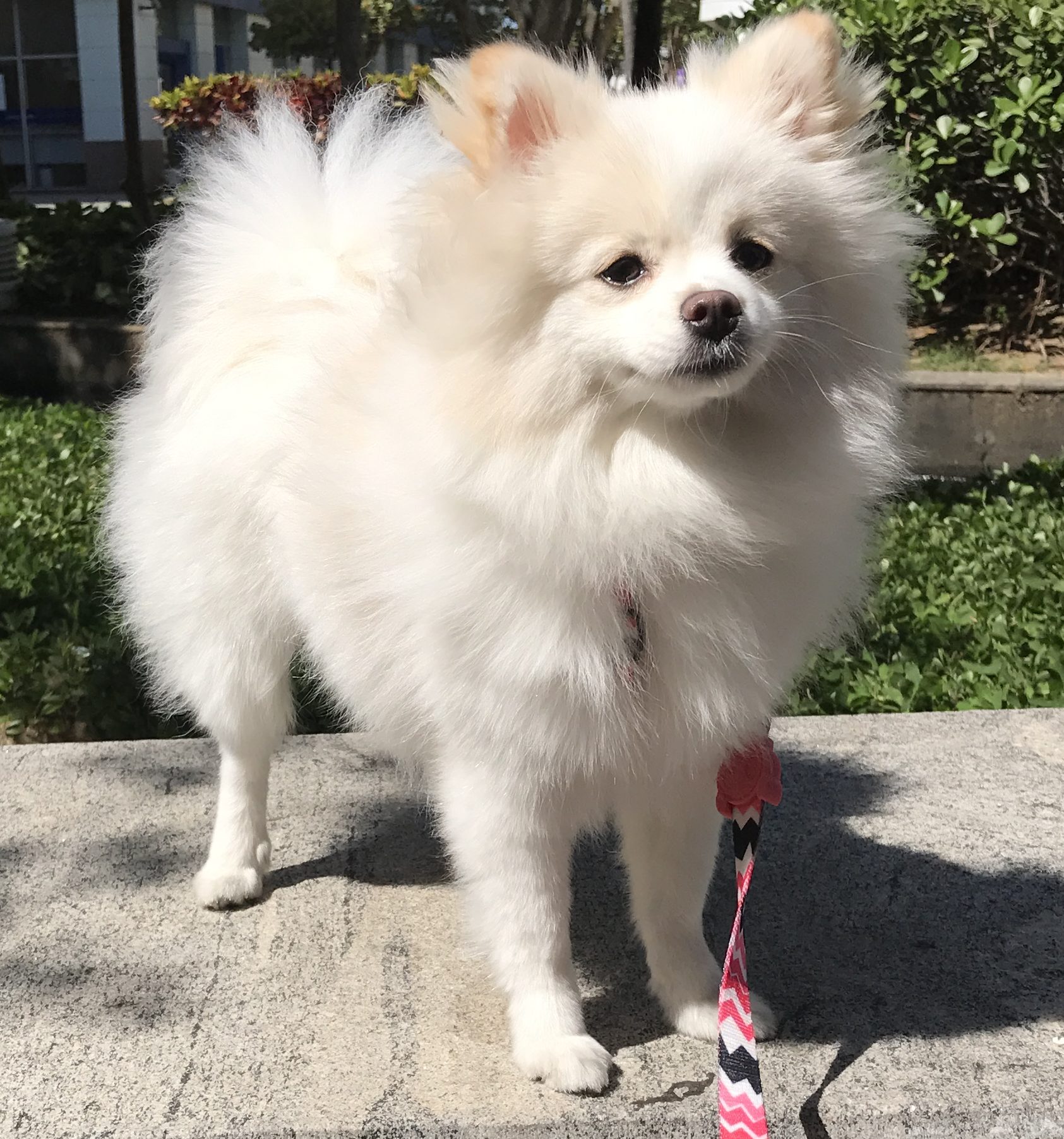 um cão da raça lulu da pomerânia na pelagem branca passeando.