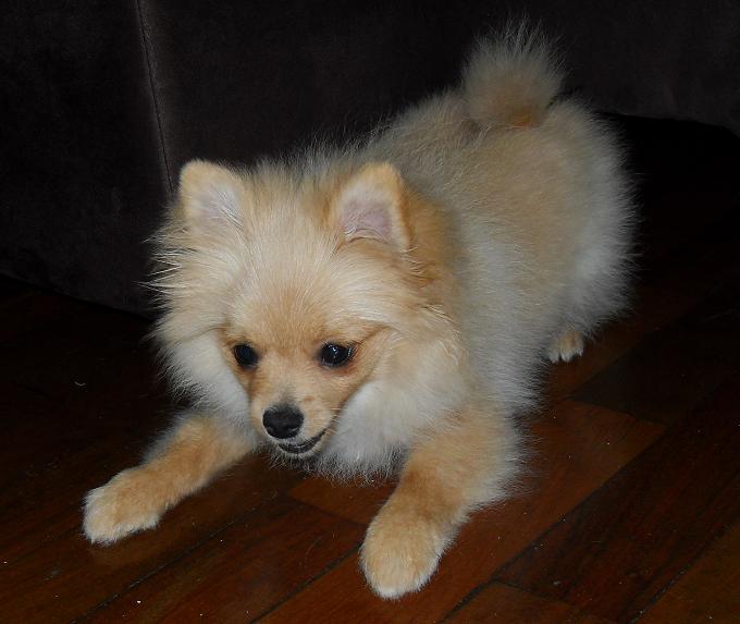 um cão da raça lulu da pomerânia  com pelagem na cor creme  branco deitado em um chão.