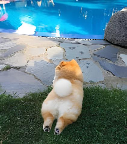 um cão da raça lulu da pomerânia deitado em um gramado na beira de uma piscina.