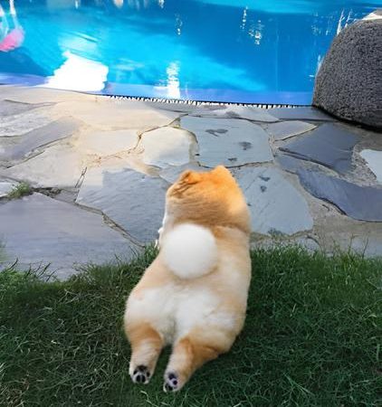 um cão da raça lulu da pomerânia deitado em frente a uma piscina .