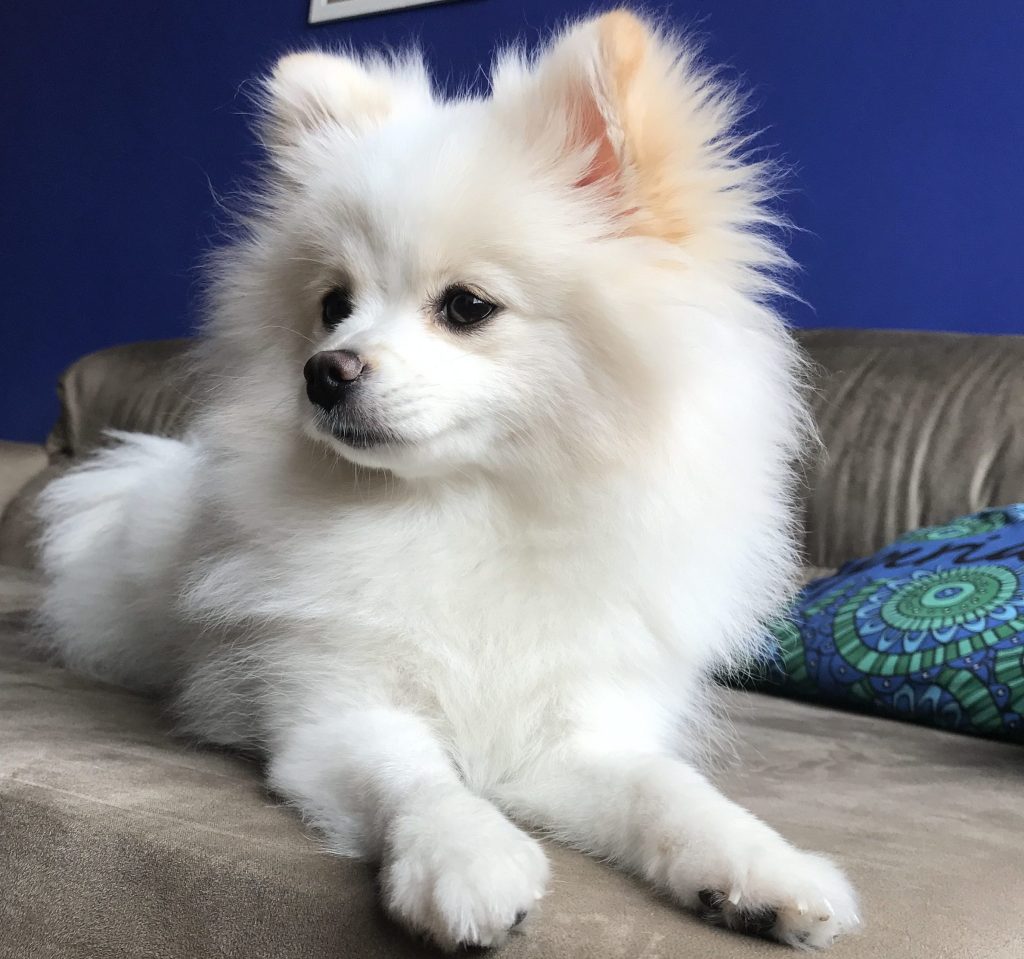 um cão da raça lulu da pomerania na pelagem branca deitado em cima de um sofá.