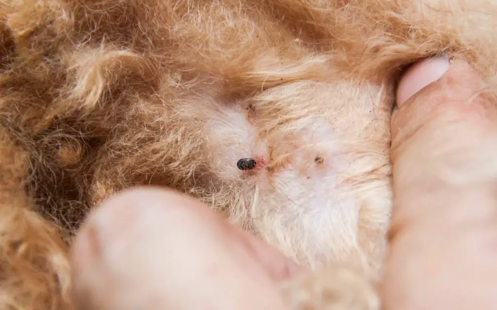 pulgas em um lulu da pomerânia 