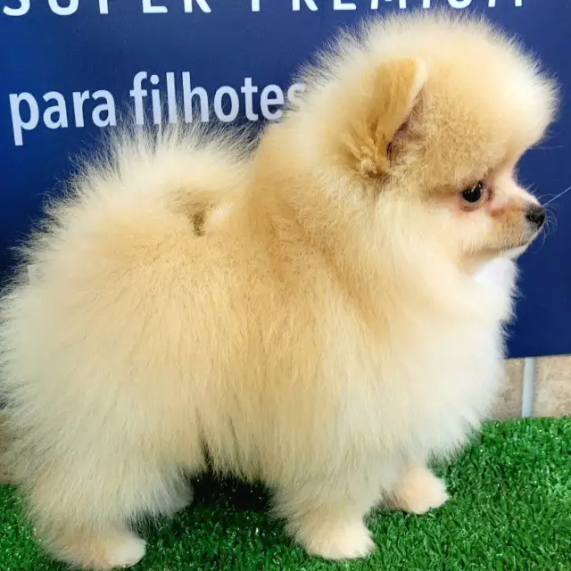 um cão da raça lulu da pomerânia na pelagem creme 