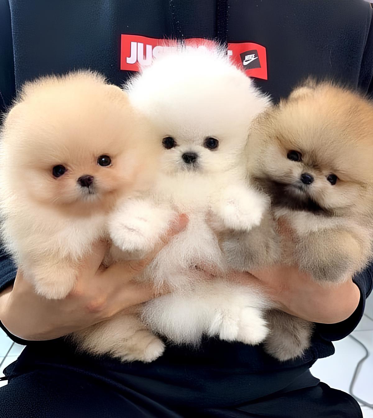 uma pessoa segurando em seu colo três lulus da pomerânia filhotes