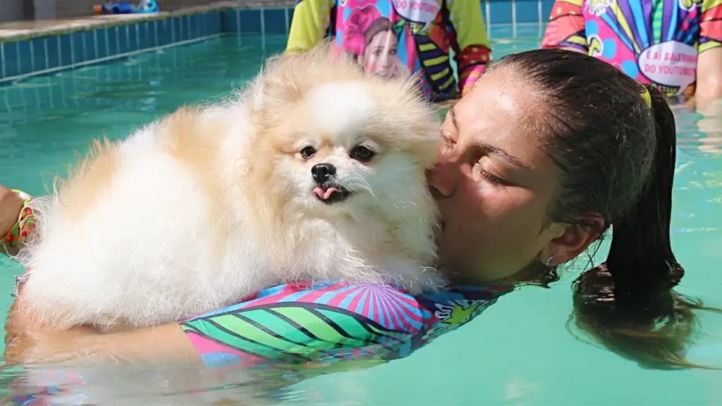 um cão da raça lulu da pomerânia no colo de sua tutora em uma piscina praticando natação
