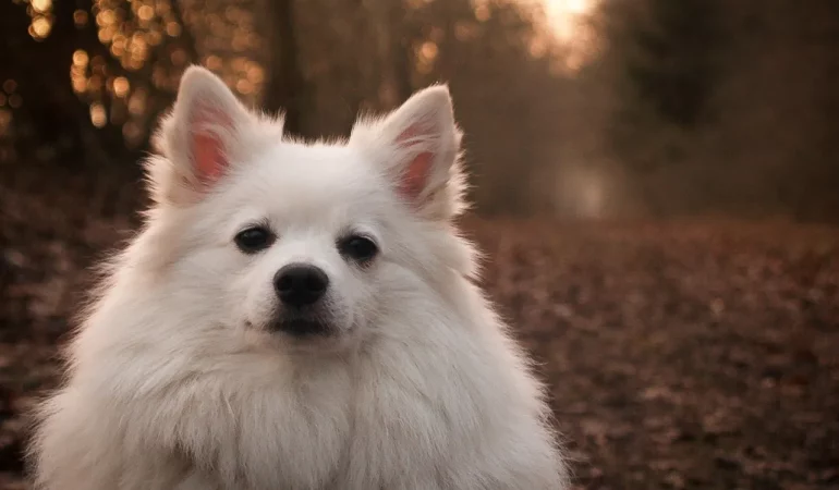 um cão da raça lulu da pomerânia na pelagem branca em um bosque.