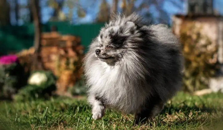 um cão da raça lulu da pomerânia em um jardim em um clima de verão.