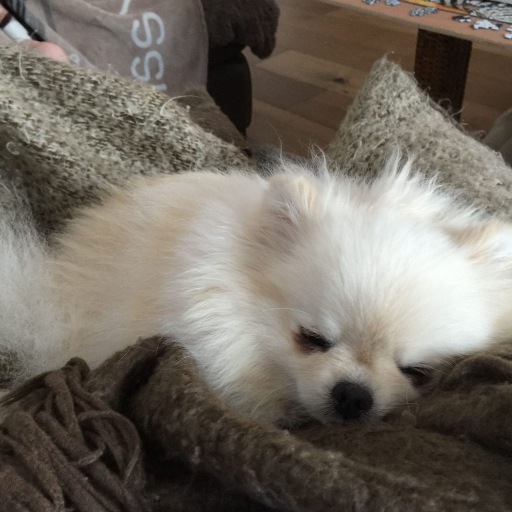 um cão da raça lulu da pomerânia deitado descansando e com sono.