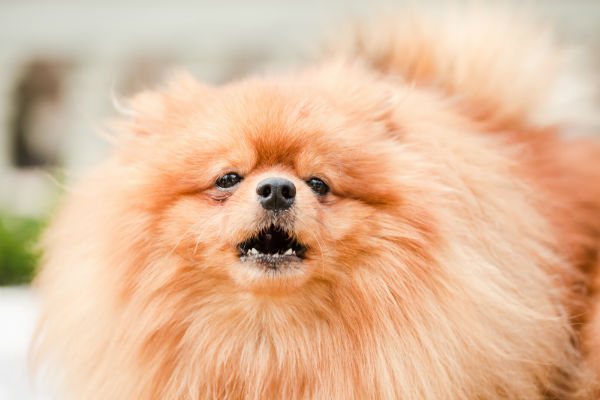 Um Lulu da Pomerânia latindo