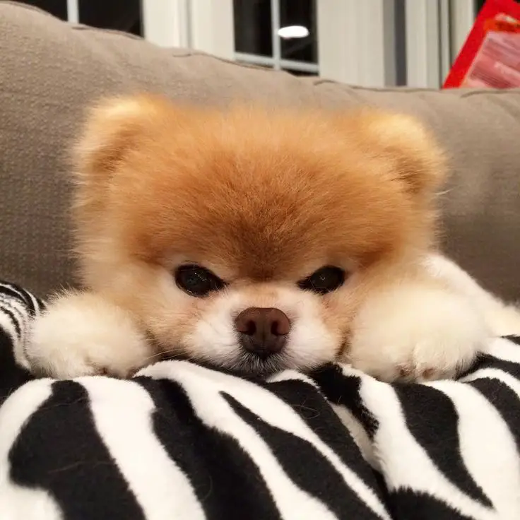 um cão da raça lulu da pomerânia cochilando e roncando.