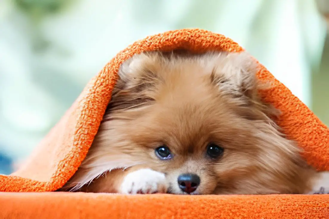 um cão da raça lulu da pomerânia com hérnia de disco.