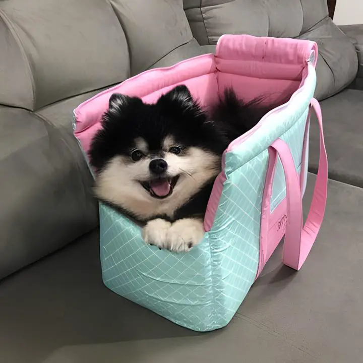 um cão da raça lulu da pomerânia dentro de uma bolsa de transporte.