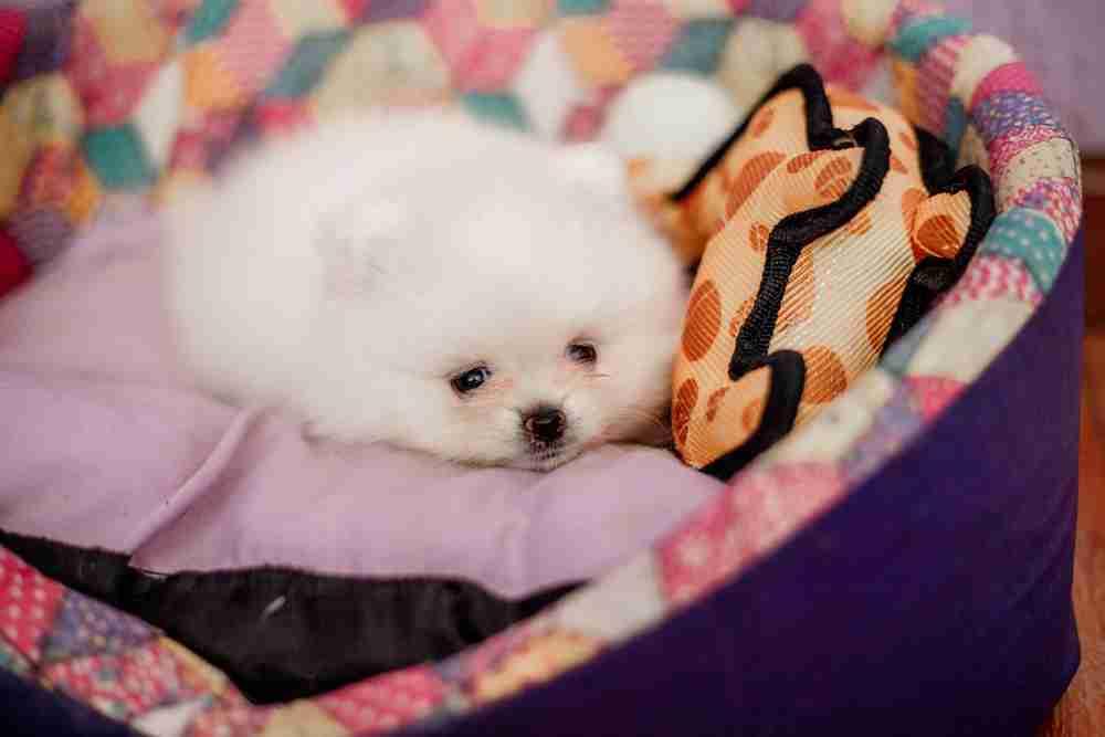 um cão filhote da raça lulu da pomerânia feito por inseminação artificial.