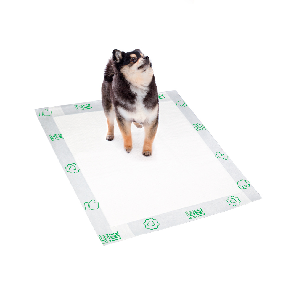 um cão da raça lulu d apomerânia utilizando tapete higiêncio.