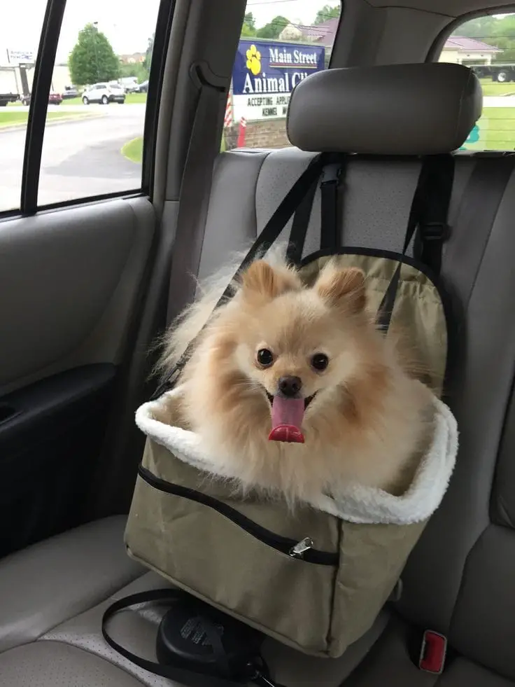 um cão da raça lulu da pomerânia passeando em um carro com cadeirinha pet e cinto de segurança