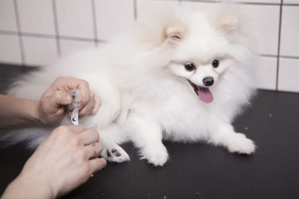 um cão da raça lulu da pomerânia cortando as unhas em um pet shop