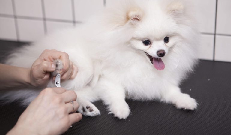 um cão da raça lulu da pomerânia cortando as unhas em um pet shop