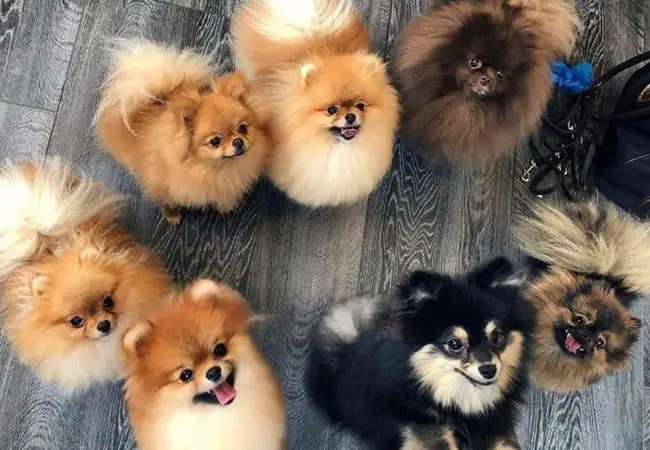 cães da raça lulu da pomerânia com cores de pelagem diferentes.