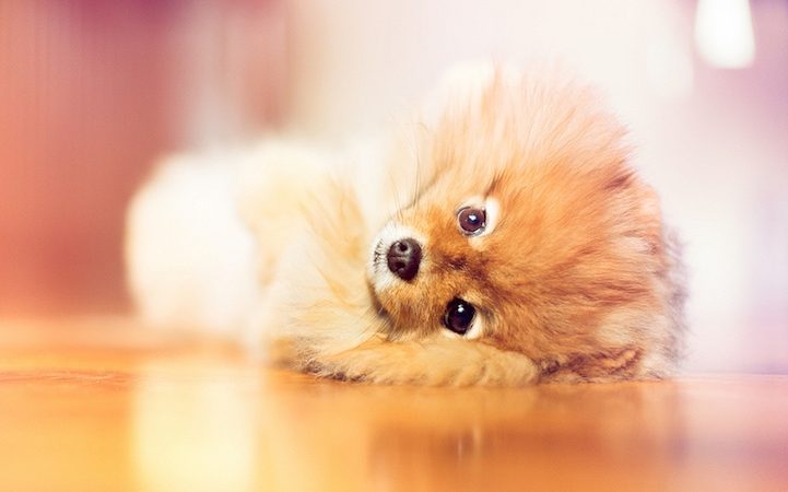 um cão da raça lulu da pomerânia se sentindo sonolento.