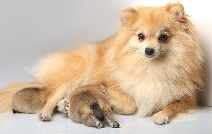 uma lulu da pomer^nia amamentando seus filhotes.