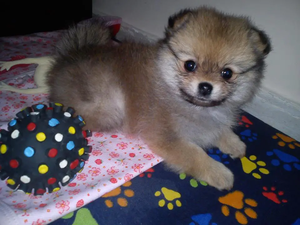 um cão da raça lulu da pomerânia no chão brnincando com um bolinha pet.