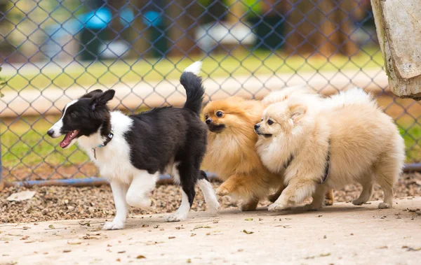 três cães brincando, sendo dois deles da raça lulu da pomerânia 
