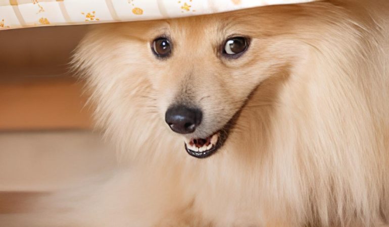 um cão da raça lulu da pomerânia com crise de asma