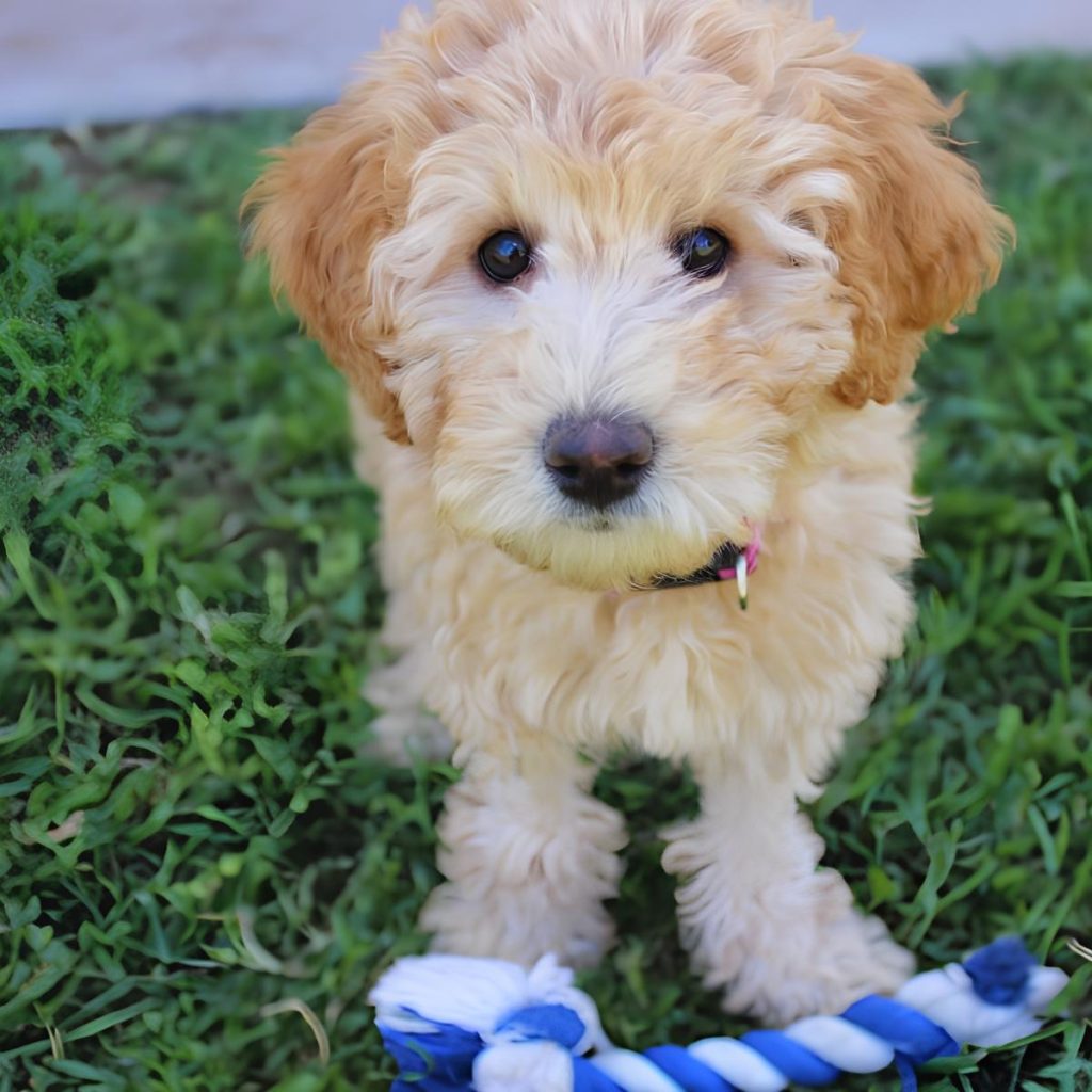 um cão da raça poodle