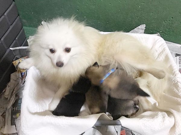 uma cadelinha da raça lulu da pomerânia deitada amamentando seus filhotes