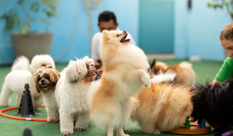 um hotel para cães, com instrutores