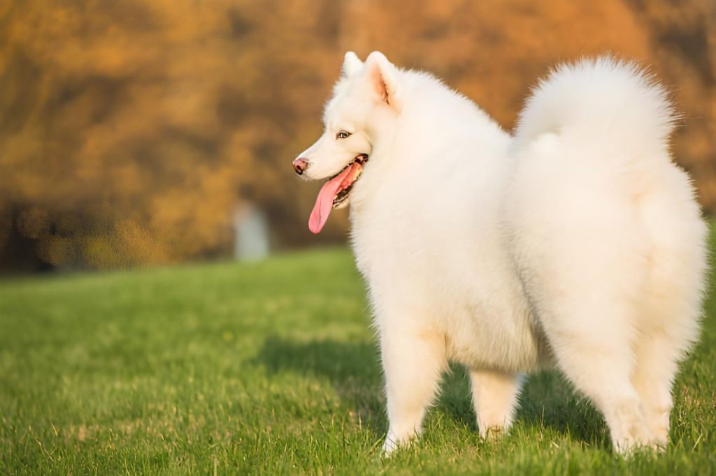 um cão da raça lulu da pomerânia na pelagem branca com rabo pra cima brincando em um gramado.