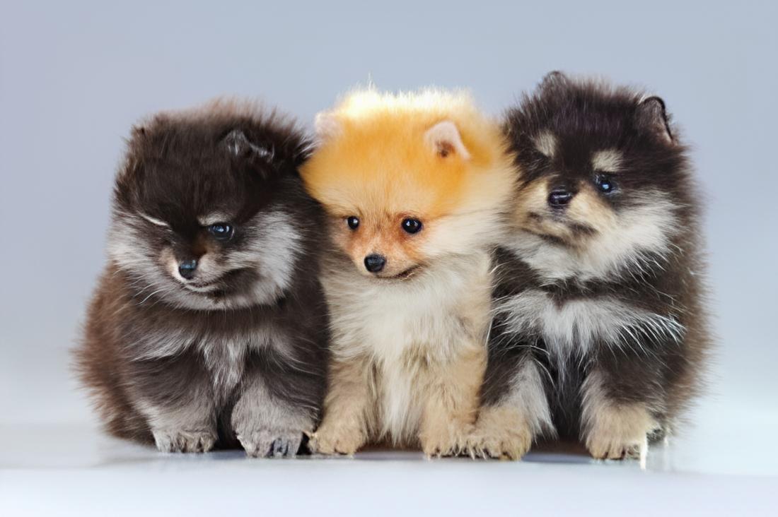 três filhotes de cães da raça lulu da pomerânia.