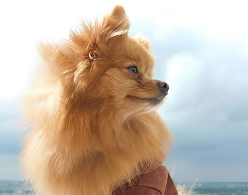 um cão da raça lulu da pomerânia passeando em areia de praia.