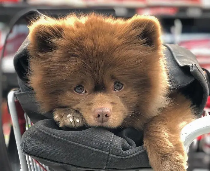 um cão da raça lulu da pomerânia na cor chocolate.