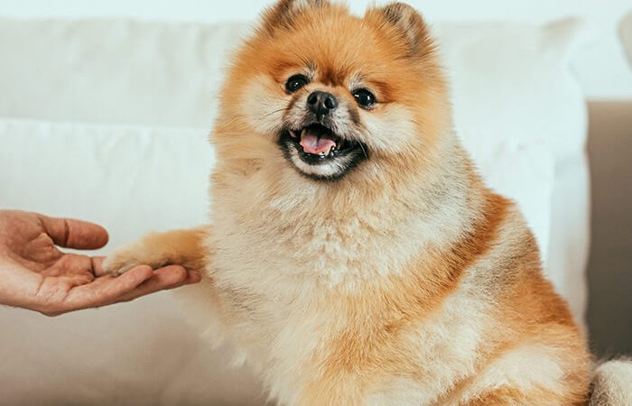 um cão da raça lulu da pomerânia dando a patinha para uma pessoa.
