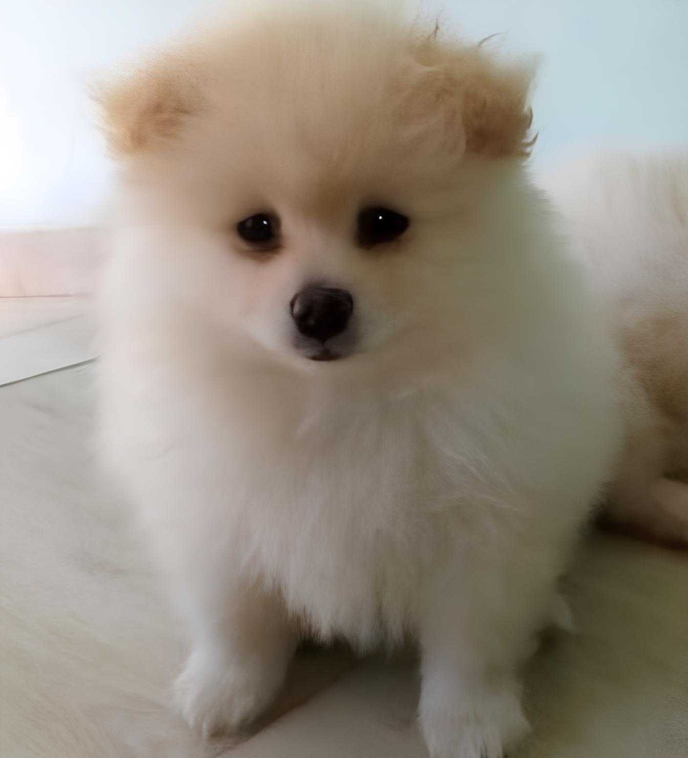 um cão da raça lulu da pomerânia na poleagem branca sentada em um sofá.