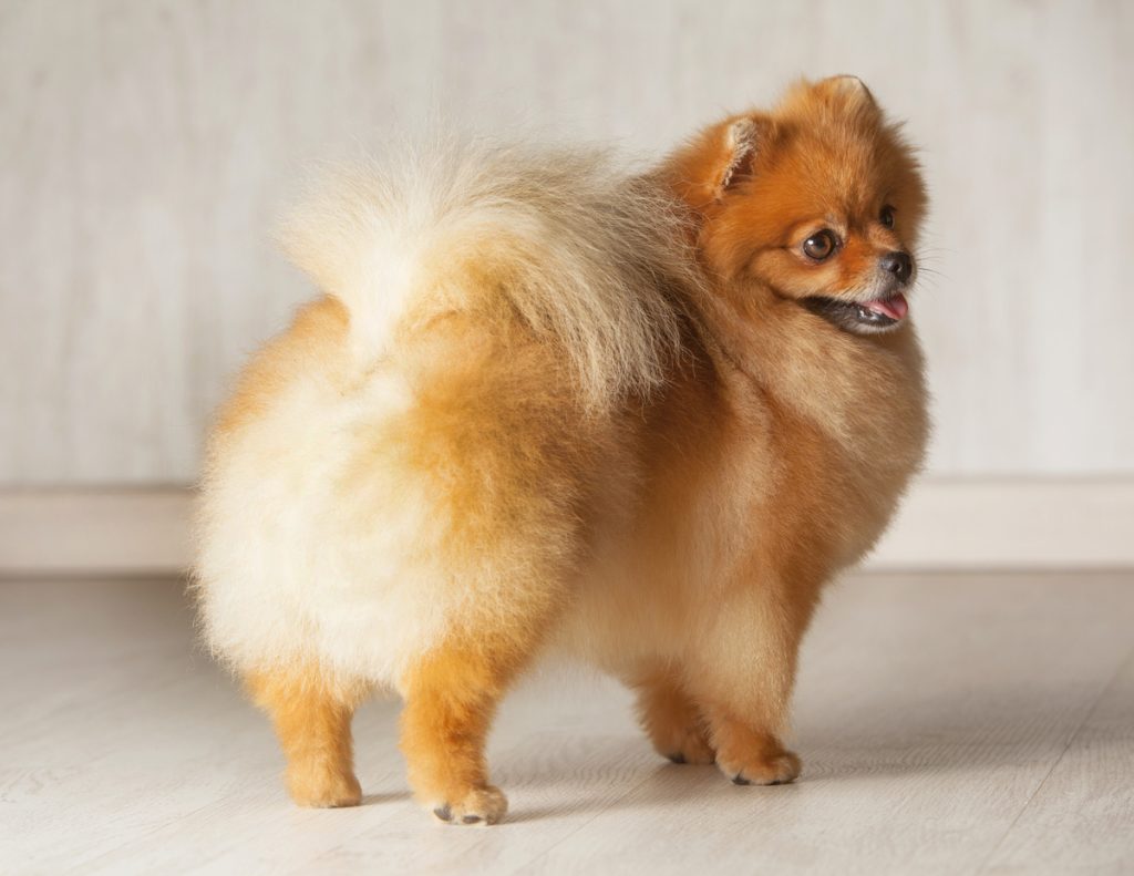 um cão da raça lulu da pomerânia que tomou vitamina.