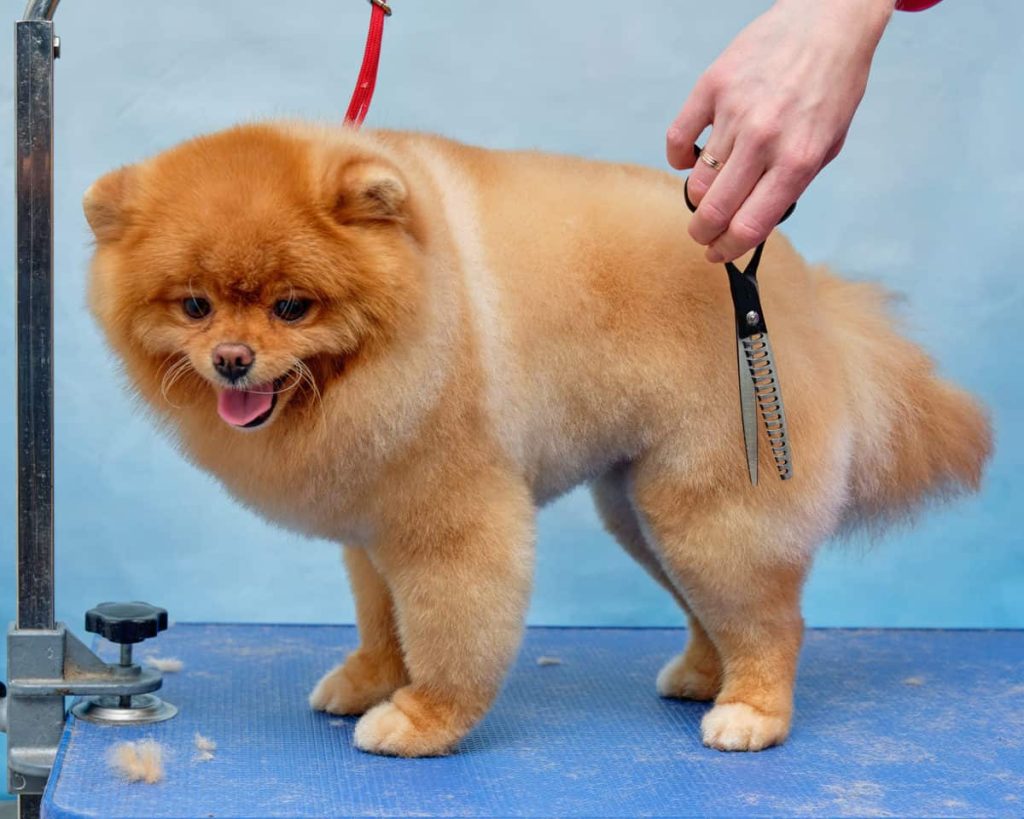 um cão da raça lulu da pomerânia em um pet shop sendo tosado.