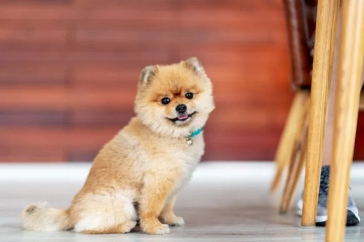um cão da raça lulu da pomerânia com rabo caído