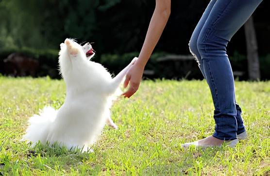 um cão da raça lulu da pomerânia sentado em um gramado dando a patinha para uma mulher.