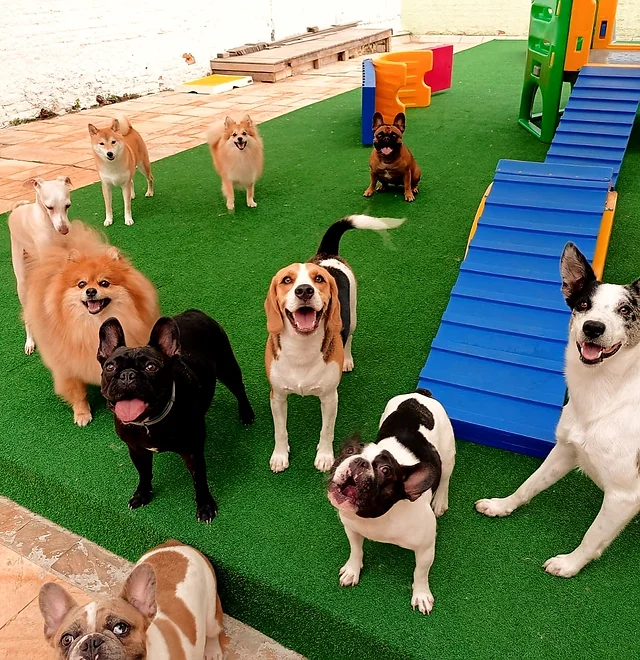 vários cães juntos em um espaço de um hotel brincando.