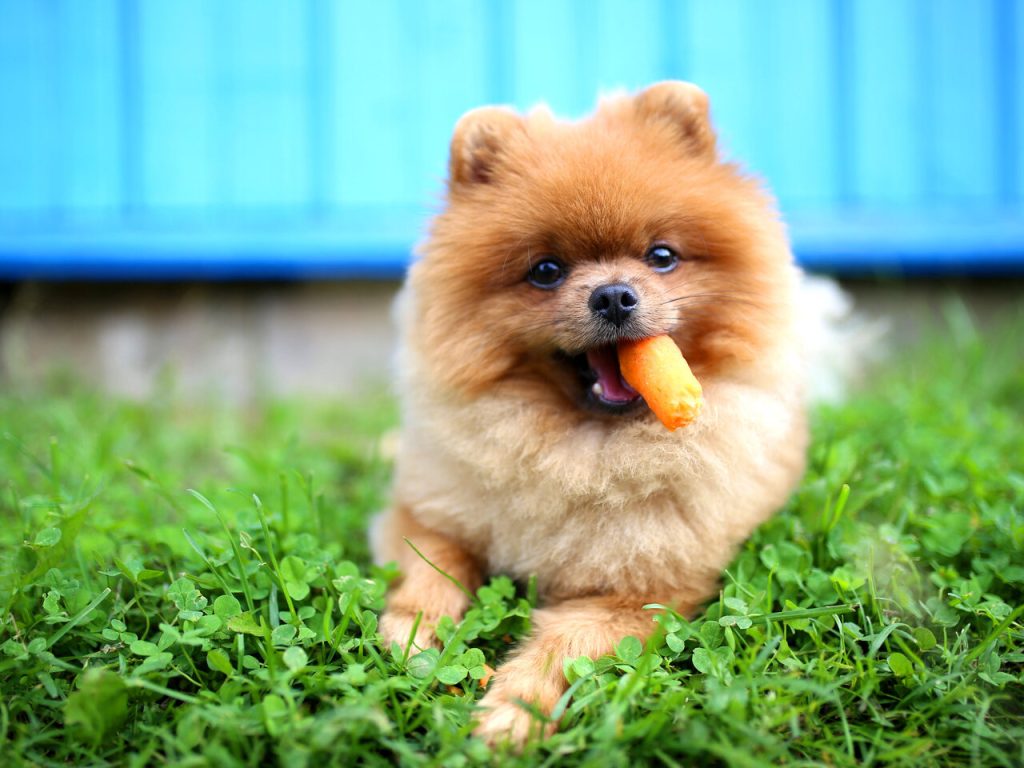 um cão da raça lulu da pomerânia comendo uma cenoura, em um gramado