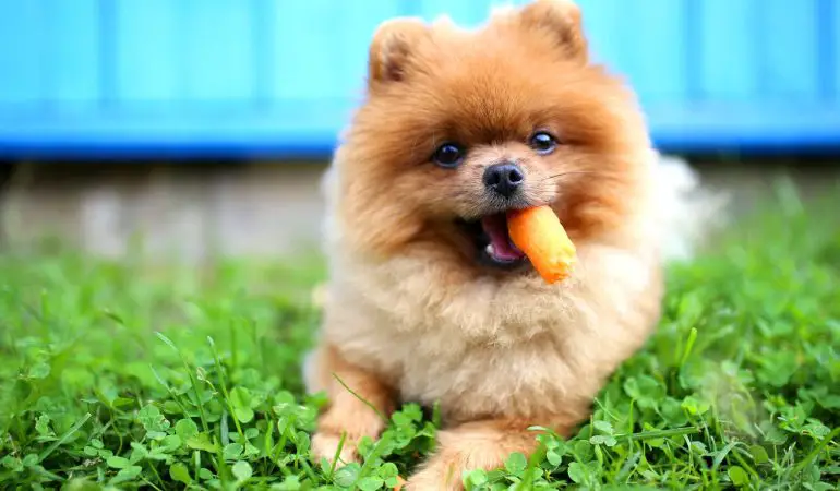 Um cão da raça lulu da pomerânia correndo em um gramado com uma cenoura na boca.
