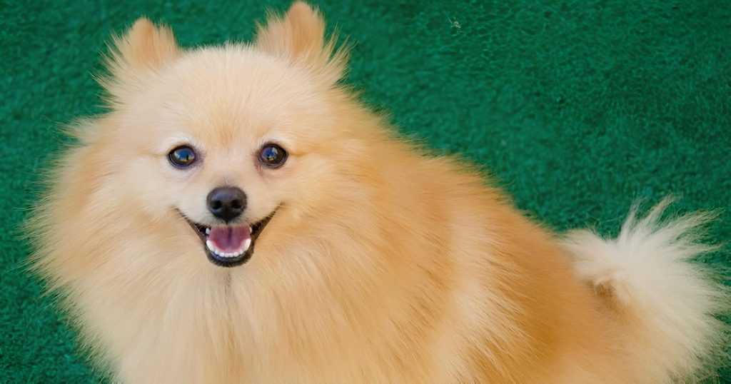 um cão da raça lulu da pomerânia 