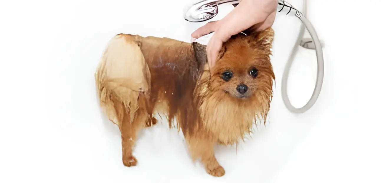 um cão da raça lulu d apomerânia tomando banho 