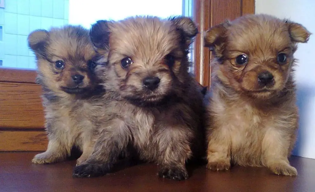 três filhotes das raças misturadas de lulu a pomerânia com yorkshire.